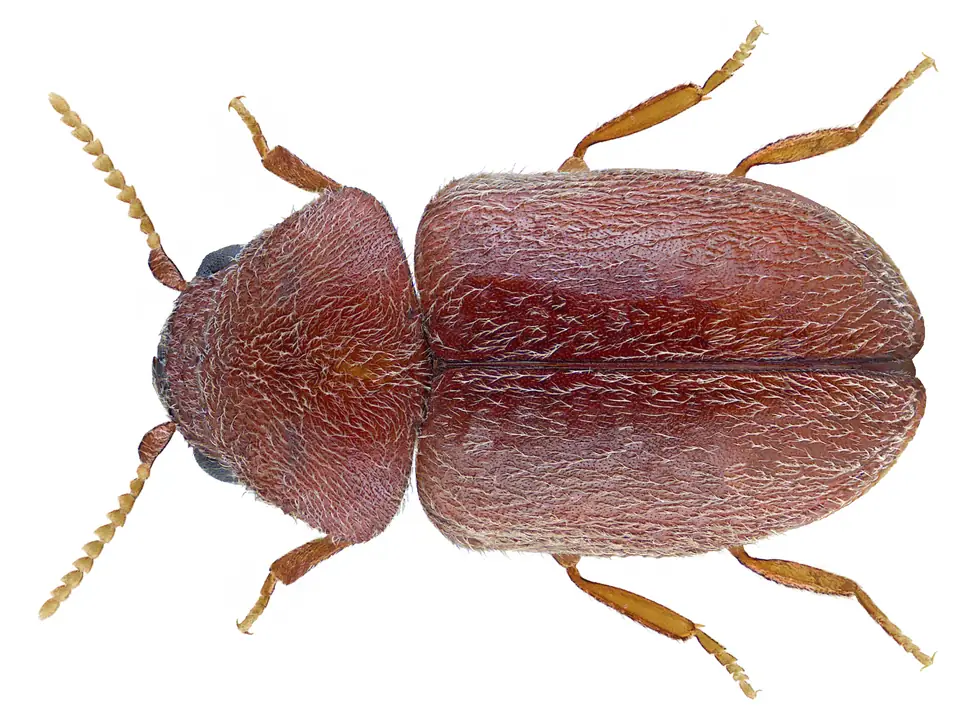 Close up photo of tobacco beetle